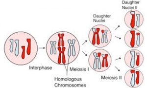 Bible-Womens-Genealogies